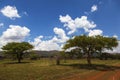 Acasia trees and clouds Royalty Free Stock Photo