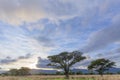 Acasia trees and morning clouds Royalty Free Stock Photo