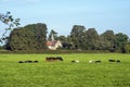 Acaster Malbis village church behind a field of cows, North Yorkshire, England Royalty Free Stock Photo