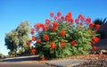 Accent shrub of Red Bird of Paradise (Caesalpinia pulcherrima