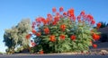 Accent shrub of Red Bird of Paradise (Caesalpinia pulcherrima