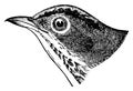 Accentor`s head I Antique Bird Illustrations