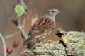 accentor in the sierra abulense. GREDOS Royalty Free Stock Photo