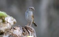 accentor in the sierra abulense. GREDOS Royalty Free Stock Photo