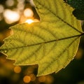 Accentuating the leaf s texture and structure. This image portrays Royalty Free Stock Photo