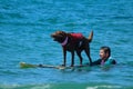 Dog surfing event in Huntington Beach California