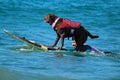 Dog surfing competition in Huntington Beach, California Royalty Free Stock Photo