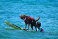 Dog surfing competition in Huntington Beach, California