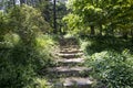 Stone step path in the wild garden Royalty Free Stock Photo