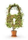 Access concept. The green plant in form of padlock.