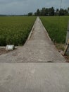 The access road to the new village passes through a wide expanse of rice fields Royalty Free Stock Photo