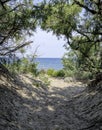Access to the sea through natural sand dunes.Mediterranean scrub. Royalty Free Stock Photo