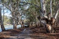 Access track and river red gum trees along side the River Murray  in the River Murray National Park Renmark South Australia on 22 Royalty Free Stock Photo