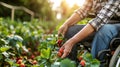 Accessible farming farmer in wheelchair harvesting ripe strawberries in lush field