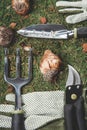 Assorted hand tools for gardening including trowel, hand rake, pruner and garden gloves Royalty Free Stock Photo