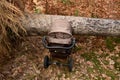 Accident in the woods fell a tree to mom with a pram. a large spruce sprang up with its roots and fell on the child. tree lies on Royalty Free Stock Photo