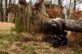 Accident in the woods fell a tree to mom with a pram. a large spruce sprang up with its roots and fell on the child. tree lies on Royalty Free Stock Photo