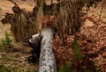 Accident in the woods fell a tree to mom with a pram. a large spruce sprang up with its roots and fell on the child. tree lies on Royalty Free Stock Photo