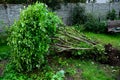 accident in the woods fell a tree to mom with a pram. a large Royalty Free Stock Photo