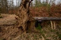 Accident in the woods fell a tree to mom with a pram. a large spruce sprang up with its roots and fell on the child. tree lies on Royalty Free Stock Photo