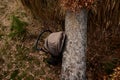 Accident in the woods fell a tree to mom with a pram. a large spruce sprang up with its roots and fell on the child. tree lies on Royalty Free Stock Photo