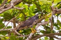 Accipiter Bird Perching on Branch in Wildlife Habitat