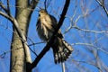 Accipiter Cooperii Coopers Hawk Royalty Free Stock Photo