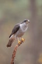 Accipiter gentiles, havik, northern goshawk