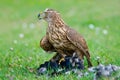 Accipiter gentilis hawk