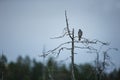 Accipiter nisus. Sparrowhawk is a slender raptor with short broad wings.