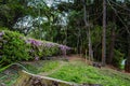 Acclimatization park in the city of sao paulo green plants and lilac flower Royalty Free Stock Photo