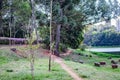 Acclimatization park in the city of sao paulo trees in the wood