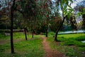 Acclimatization park in sao paulo brazil Red flowered trees sleep