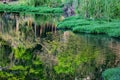 Acclimatization park in sao paulo capital in brazil duck swimming Royalty Free Stock Photo