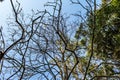 Acclimatization park sÃÂ£o paulo Brazil blue sky between tree