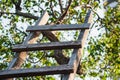 Accommodation ladder to fruit tree in green garden