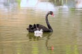 Accompanying black swan