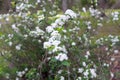 White Viburnum Lil` Ditty Viburnum cassinoides Flowers