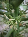 benefits of papaya tree flowers