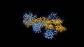 Structure of myosin VI (blue) - actin (orange) complex in the rigor nucleotide-free state