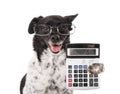 Accountant Dog With Calculator Royalty Free Stock Photo