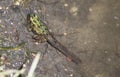 Tadpole with legs, Brandon Riverbank Discovery Center