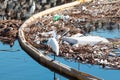 Accumulated trash swept to ocean after a rainy day in Bolsa Chica Bird Sanctuary, California. Unsightly and toxic pollution Royalty Free Stock Photo