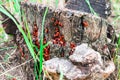 Accumulation of beetles on the tree stump. Royalty Free Stock Photo