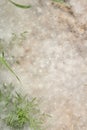 Accumulation of poplar fluff close-up Royalty Free Stock Photo