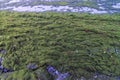 Accumulation of rotting green algae Cladophora sp. in storm emissions on the seashore