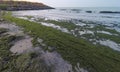 Accumulation of rotting green algae Cladophora sp. in storm emissions on the seashore