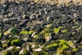 Accumulation of sea rocks covered in seaweed at the beach of tholen, Nature background Royalty Free Stock Photo