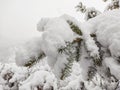 Accumulation of snow on a pine tree branch