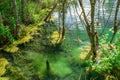 Accumulation of various algae in clear clear water in the coastal zone of the reservoir. Background